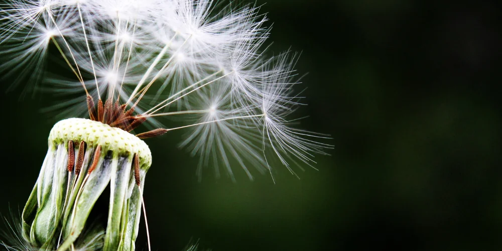 Allergie primaverili: tipologie, sintomi, cause, rimedi