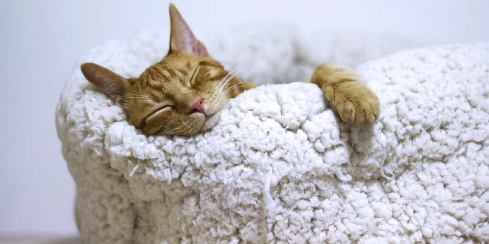 I benefici del sonno che non ti aspetti