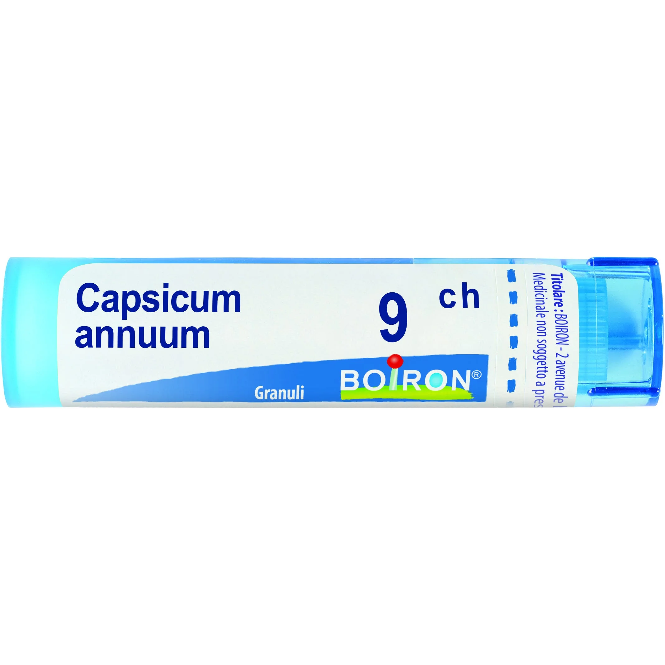 Capsicum Annuum 9 Ch 80 Gr 4 G 