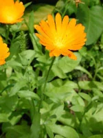 TSA CALENDULA OFFICINALIS 50ML