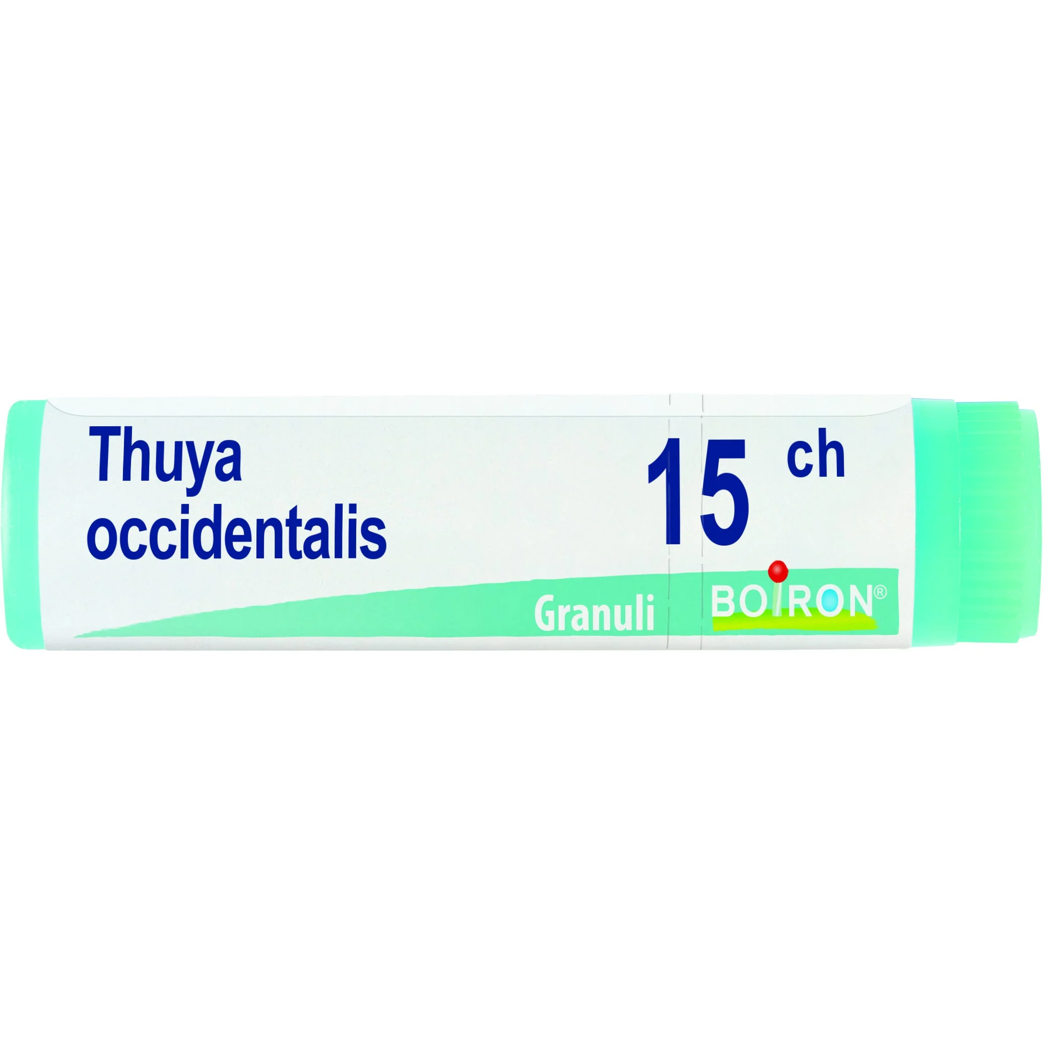 THUYA OCCIDENT 15CH GL