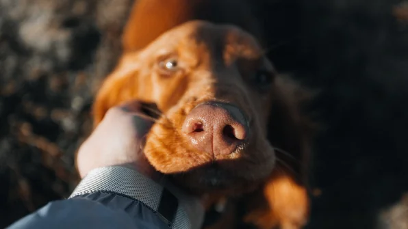 Cane punto da un’ape: come agire rapidamente