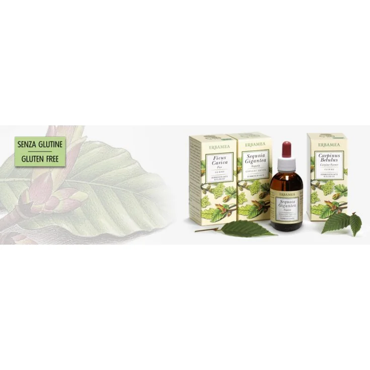 FICUS CARICA GEMME GEMMODERIVATO BIO 50 ML