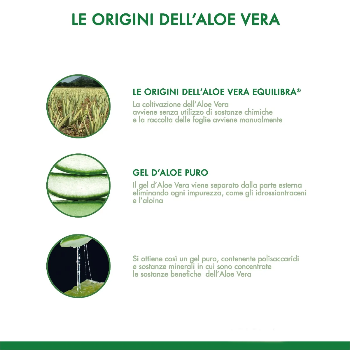 Equilibra Aloe Vera Digest Zenzero 1L Dermatologicamente Testato