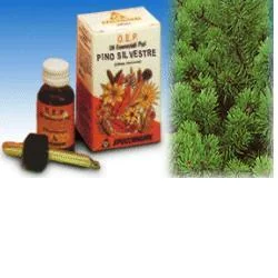 PINO SILVESTRE OE PURO 10 ML