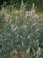 TSA ARTEMISIA VULGARIS 50ML