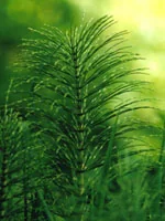 TSA EQUISETUM ARVENSE 50ML