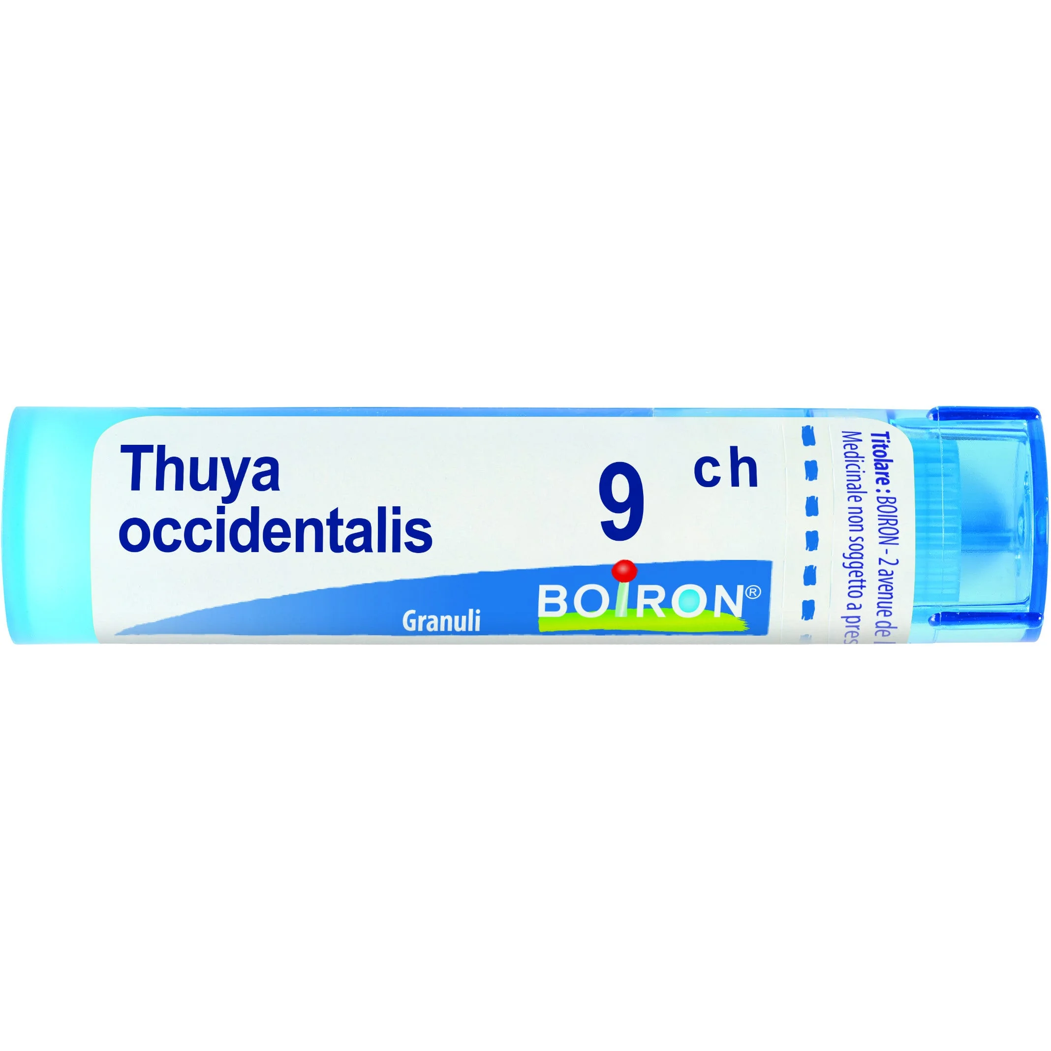 THUYA OCCIDENT 9CH gr