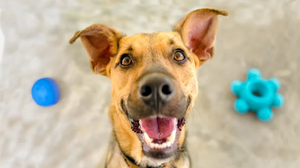 Cane in Calore: Sintomi e Consigli su Come comportarsi